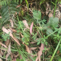 Lotus uliginosus