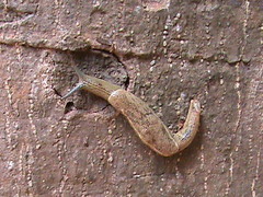 Ariophantidae