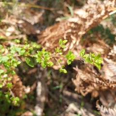 Coprosma quadrifida