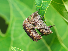 Protaetia fusca