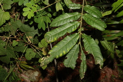 Dysoxylum rufum