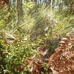 Coprosma quadrifida