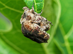 Protaetia fusca