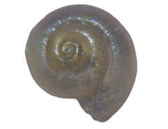 Valvata piscinalis