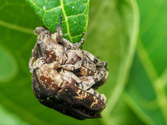 Protaetia fusca