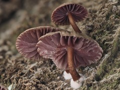 Pseudobaeospora