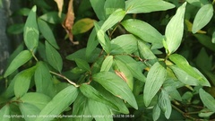 Persicaria posumbu