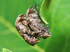 Protaetia fusca