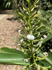 Alpinia caerulea