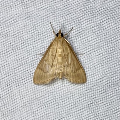Protonoceras mitis