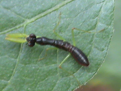 Odontomantis