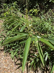 Alpinia caerulea