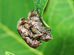 Protaetia fusca