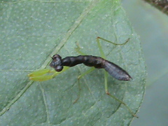 Odontomantis
