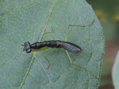 Odontomantis