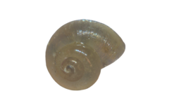 Valvata piscinalis