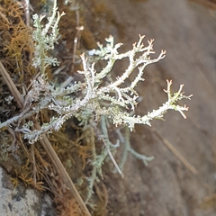 Cladonia scabriuscula