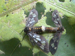 Eressa confinis