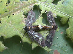 Eressa confinis