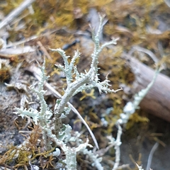 Cladonia scabriuscula