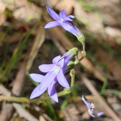 Lobelia gibbosa
