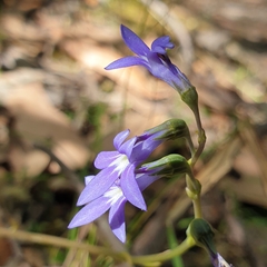 Lobelia gibbosa