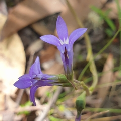 Lobelia gibbosa