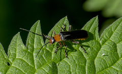 Cantharis pellucida