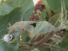 Solanum melongena