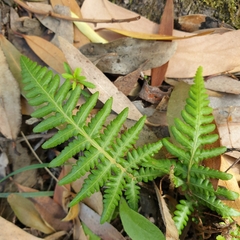 Pteridium esculentum