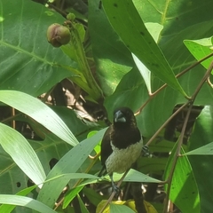 Lonchura leucogastroides