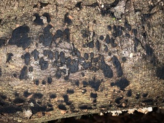 Biscogniauxia nummularia