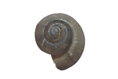 Valvata piscinalis