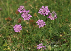 Scabiosa lucida