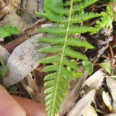 Pteridium esculentum