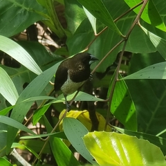 Lonchura leucogastroides