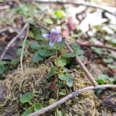 Viola sieberiana