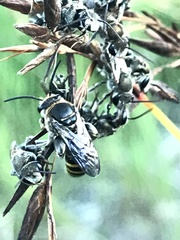 Lipotriches australica