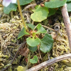 Viola sieberiana