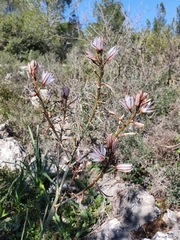 Asphodelus ramosus