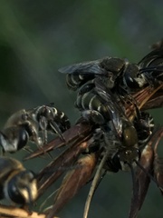 Lipotriches australica