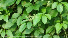 Causonis japonica