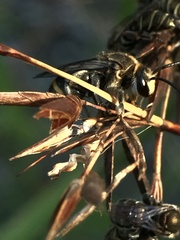 Lipotriches australica