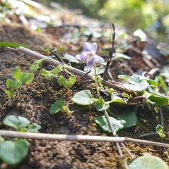 Viola sieberiana