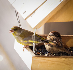 Chloris chloris