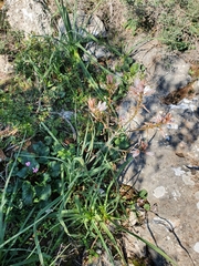 Asphodelus ramosus