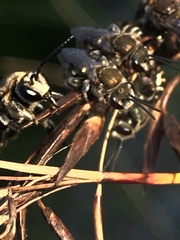 Lipotriches australica