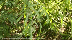 Dicranopteris