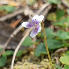 Viola sieberiana