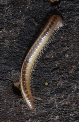 Brachyiulus